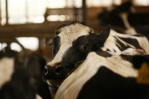 13 племенных хозяйств Кубани войдут в программу по развитию селекции крупного рогатого скота