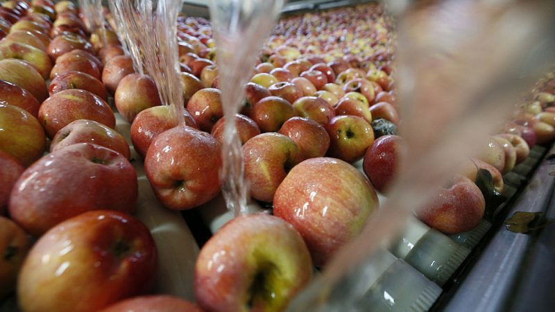 Кубанская агрофирма оптимизирует процесс упаковки яблок