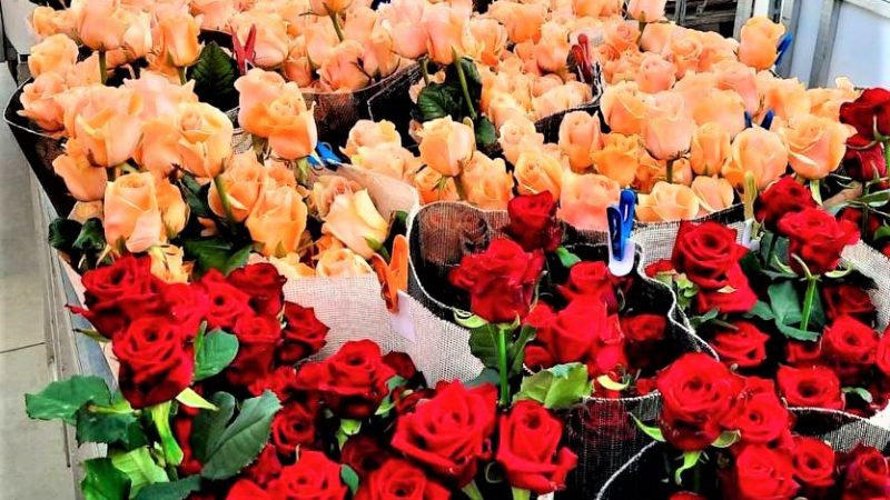 Производитель тепличных роз из Мостовского района на треть увеличил производство
