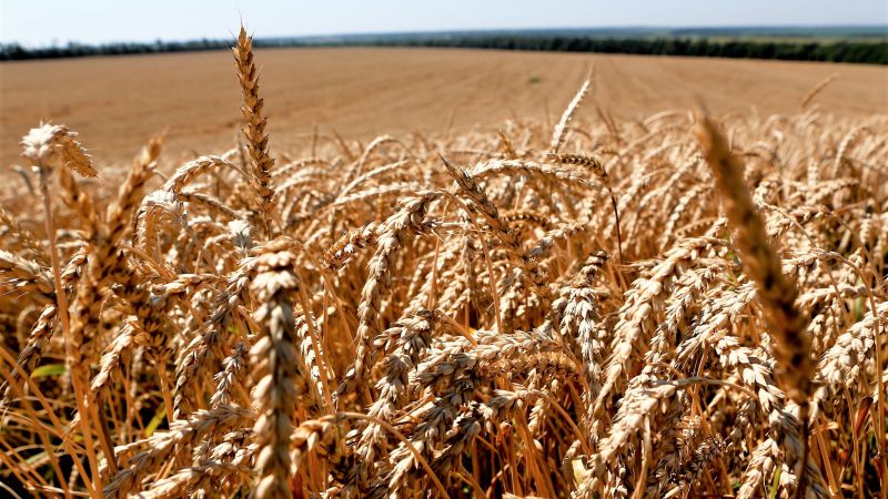 Сельхозпредприятие Щербиновского района присоединилось к национальному проекту «Производительность труда»