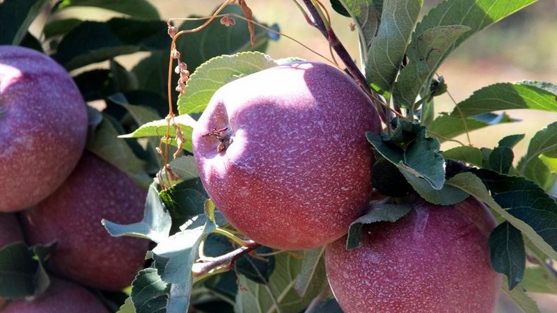 Кубанская агрофирма в два раза ускорила сортировку яблок благодаря участию в национальном проекте