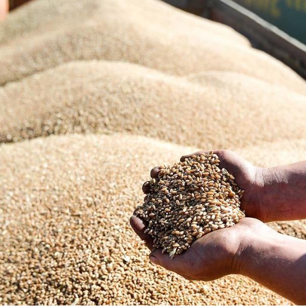 В России временно введен запрет на экспорт зерновых в страны Евразийского экономического союза
