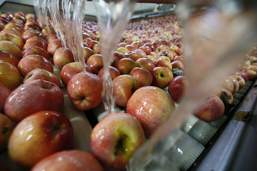 Кубанская агрофирма оптимизирует процесс упаковки яблок