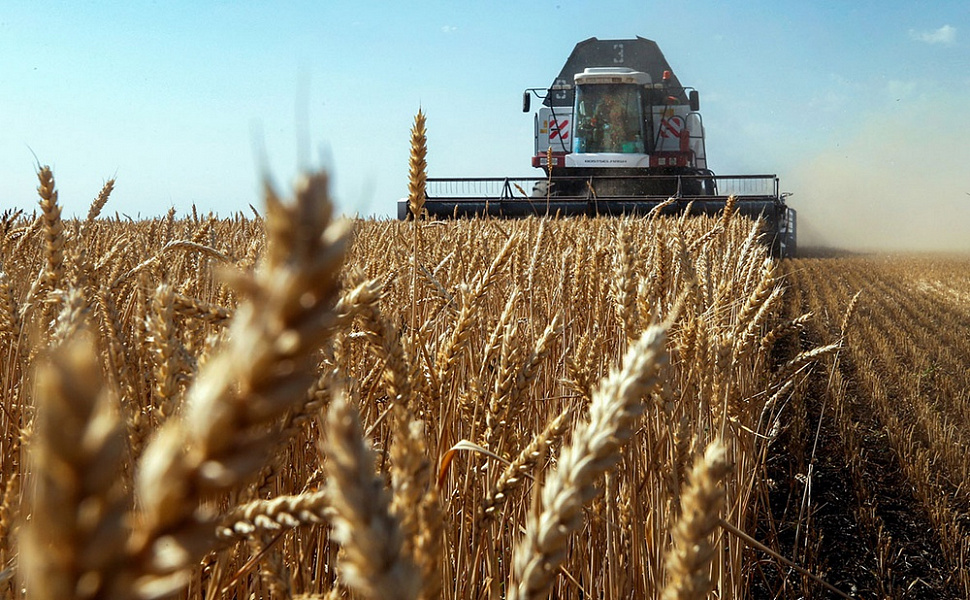 В Краснодарском крае 94 % пшеницы нового урожая отнесено к продовольственной