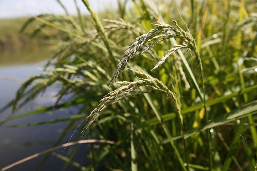 Наивысшая урожайность риса – у нас!