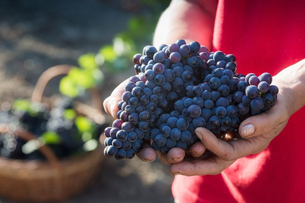 «Фанагория» подвела итоги рекордного сезона сбора урожая
