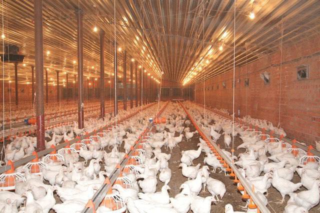 Птицеводческое предприятие Кубани на 22% увеличило выработку продукции благодаря бережливым технологиям