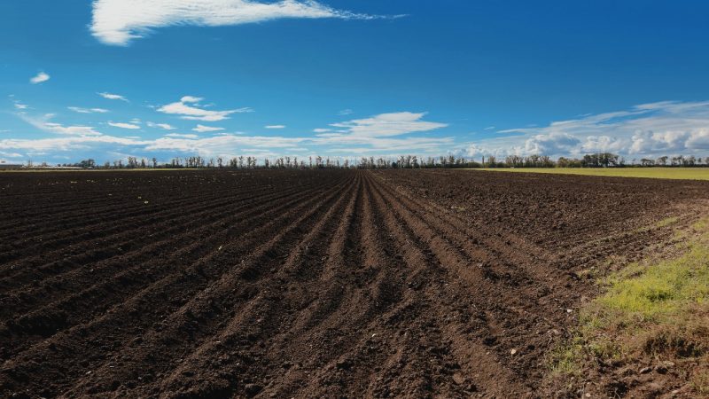 Полным ходом ведется подготовка почвы под озимые зерновые колосовые