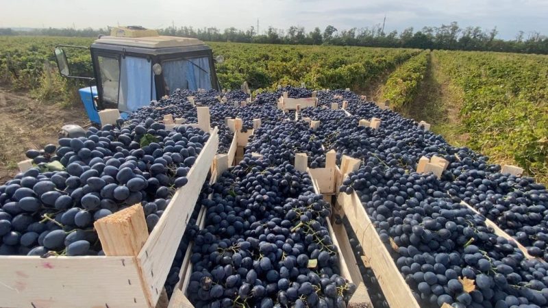 В виноградарском хозяйстве из Темрюкского района начнут внедрять инструменты бережливых технологий