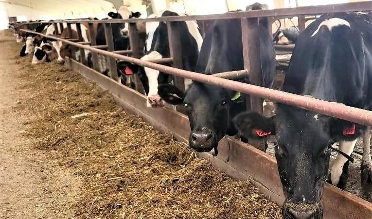 Агрофирма Успенского района увеличила валовое производство молока