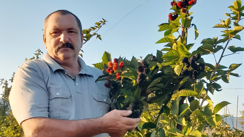 От куста — к кооперативу: как господдержка превращает ягоды в успех