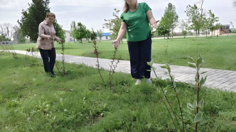 От новых аллей до светлых улиц