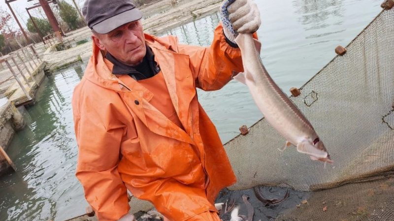 Осетровым — путь в Азовское море